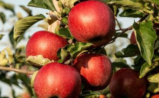 Apple Picking with IFI